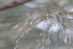 Casuarina equisetifolia